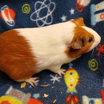 Rescue Short Haired Guinea Pigs for Adoption in Dearborn, Missouri - Kelso | PetCurious